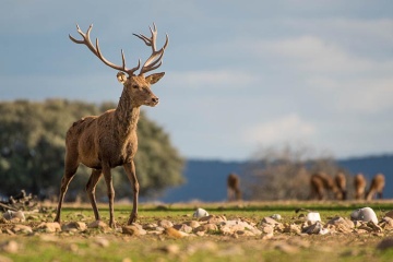 Deer in the Cabañeros National Park