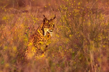 Iberian lynx at the Doñana National Park